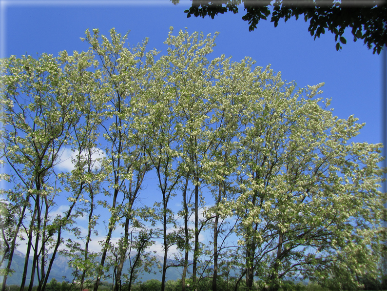 foto Paesaggi Collinari in Primavera